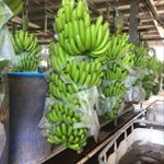 Profile Picture of Mark Oberthur (@obiefresh_walkamin) on Instagram