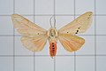 Profile Picture of Spilarctia subcarneaon Wikipedia