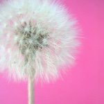 Profile Picture of Shan Sabbadin (@shansabbadin) on Instagram