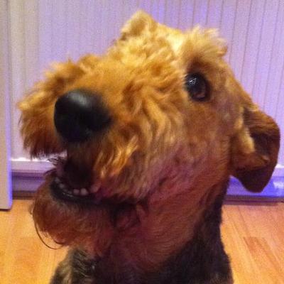 Profile Picture of Bryan Gascoigne (@1molliemoomoo) on Twitter