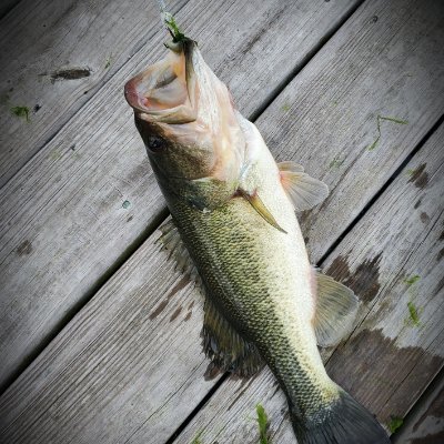 Profile Picture of Chris Varnell (@ChrisVarnell3) on Twitter