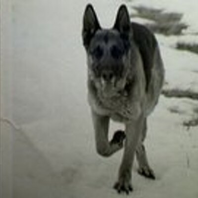 Profile Picture of Mike Hauschild (@nyazmike) on Twitter