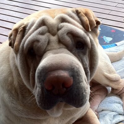 Profile Picture of Glen Rudd (@stickman31) on Twitter