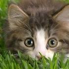 Profile Picture of   Somen Adhikari... (@usermjqi62puif) on Tiktok