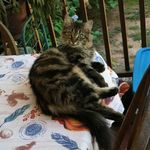 Profile Picture of Clarence The Crosseyed Cat (@crosseyedclarence) on Instagram