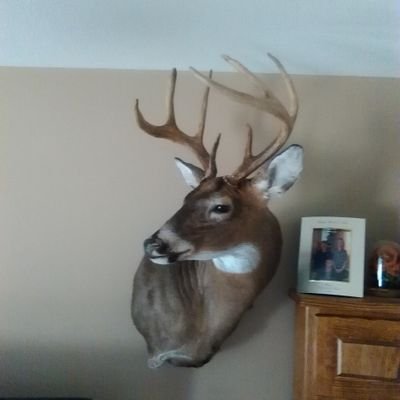 Profile Picture of Travis Shea (@travis036410) on Twitter