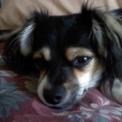 Profile Picture of Sue Koch (@kochsue) on Twitter