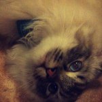 Kim Sundberg Marchand - Instagram Profile Picture of Kim Sundberg Marchand (@kimsa0132) on Instagram