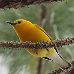 Profile Picture of Harry Fink (@maryland birder) on Flickr