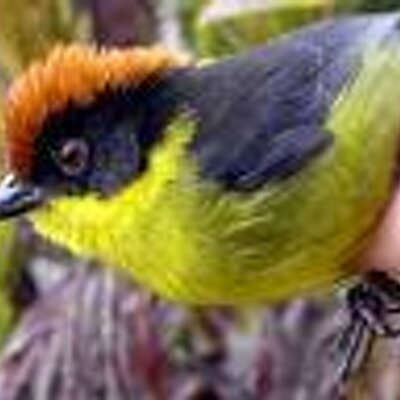 Profile Picture of Julia Seidel (@laxluv15) on Twitter