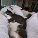 Profile Picture of Pam Russell Bledsoe (@peobledsoe) on Instagram