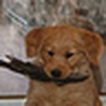 Profile Picture of Chuck Wheeler (@dr_dog_guy) on Flickr