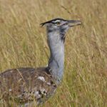 Profile Picture of Martensen Craig (@martensencrai) on Instagram