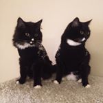 Profile Picture of edward & hermes & artemis (@_threetuxedocats_) on Instagram