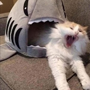 Profile Picture of Lina Sameh (@lina_865) on Youtube