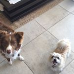 Profile Picture of Marly, Mitzi and Oakie (@crowedogs00) on Instagram