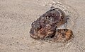 Profile Picture of Bocon toadfishon Wikipedia
