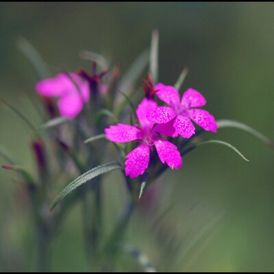 Profile Picture of KerriFar (@KerriFar) on Twitter