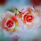 Profile Picture of Carla Peterson (@carley316) on Pinterest