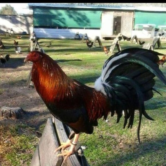 Profile Picture of Javier Belmares (@javierbelmares8) on Poshmark