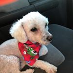 Profile Picture of Lucas Camacho Dog (@lucas_the_dog_of_fun) on Instagram