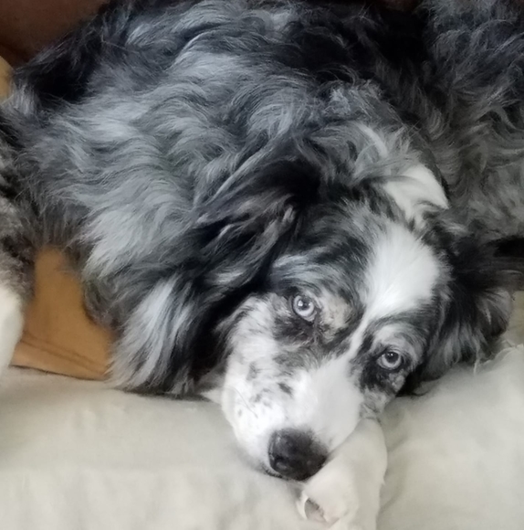 Profile Picture of Cindy Creagan (@cindycreagan) on Poshmark