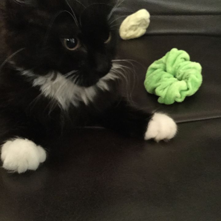 Profile Picture of Michael Harling (@okaytoday0) on Tiktok