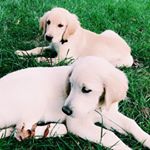 Profile Picture of Toby & Terry (@tobyandterry) on Instagram