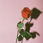 Profile Picture of M E L L O W (@bbyy.amyy) on Instagram