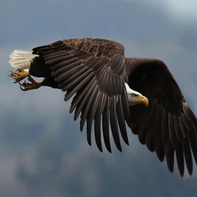 Profile Picture of Meshal Almutairi (@mdamutairi) on Twitter