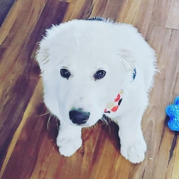 Profile Picture of Humberto Paz (@humbertopaz) on Poshmark