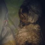 Profile Picture of brandy hurtado atagua🐶 (@brandy.h.a) on Instagram