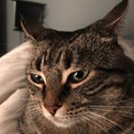 Profile Picture of Catherine Mclaughlin (@cat.mclaughlin78) on Instagram