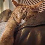 Profile Picture of Kevin And Jerry (@kevinfromwhaley) on Instagram