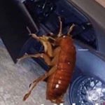 Profile Picture of Larry The Roach😎‼️ (@larryyyytheeeroachhh) on Instagram