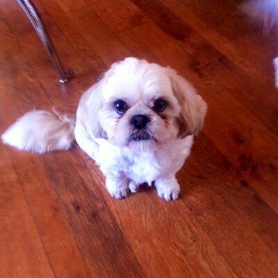 Profile Picture of Catherine Sherry (@@petranella55) on Twitter