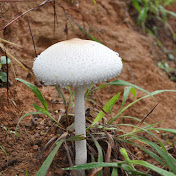 Profile Picture of Lalit Pant (@lalitpant657) on Youtube