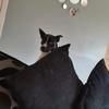 Profile Picture of Charlene Mullen (@@charlene.mullen) on Tiktok