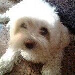 Profile Picture of Mario di Biase (@mariodibiase1933) on Instagram