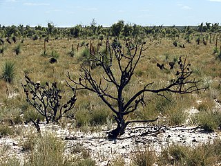 Murray Darling Depression - Wikipedia Profile Picture of Murray Darling Depressionon Wikipedia