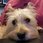Profile Picture of Pets of the FL Keys (@keyscritters) on Instagram