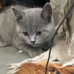 Profile Picture of Mel Jolly (@fish_the_british_blue) on Instagram