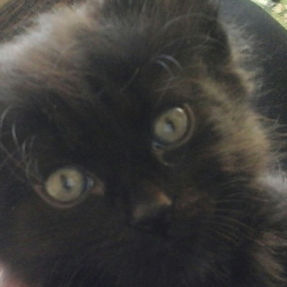 Profile Picture of Bey Bladertyz (@beybladertyz) on Poshmark