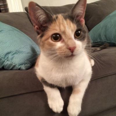 Profile Picture of Penny Pickles (@pennythecalico) on Twitter