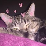 Profile Picture of meow!🐱 (@alvinandpiper) on Instagram