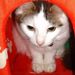 Profile Picture of Anne Gibbons (@annegibbons) on Pinterest