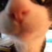 Profile Picture of Laura Craig (@ilikehonda) on Pinterest