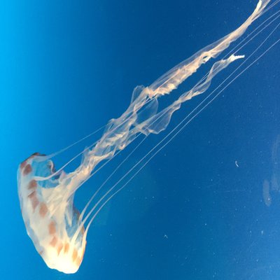 Profile Picture of Dee Long (@AndyLuong8) on Twitter