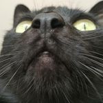 Profile Picture of William Shu-tseng Kwan (@straight_thinker) on Instagram
