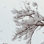 Profile Picture of Monika Palmer (@monikapalmer8216) on Youtube